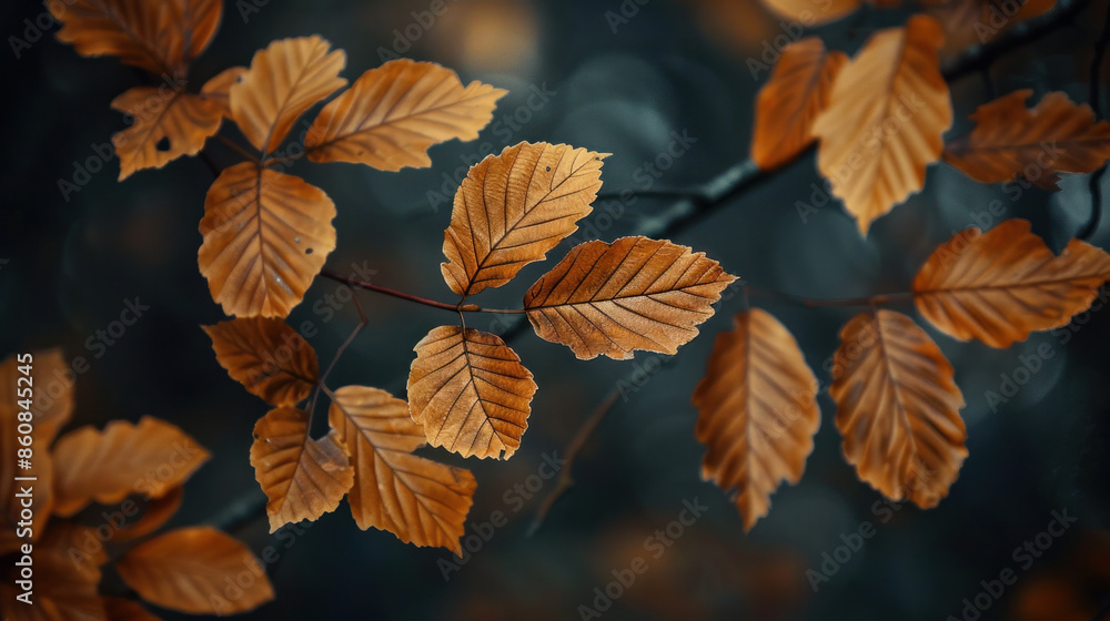 Autumn Leaves with Dark Background Autumn Leaves with Dark Background