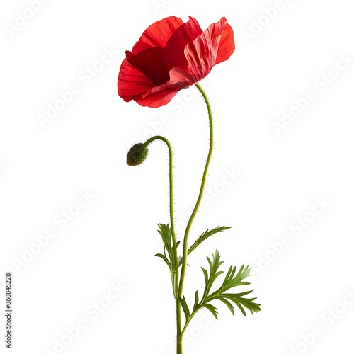 Red Poppy Isolated on White Background. Beautiful Poppy Flower