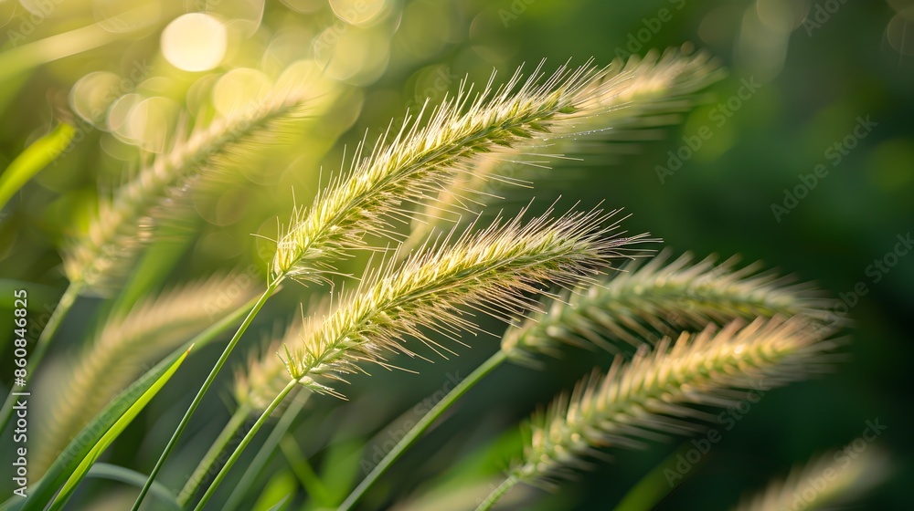 The tendrils of the plant attach to the blades of grass The tendrils of the plant attach to the blades of grass
