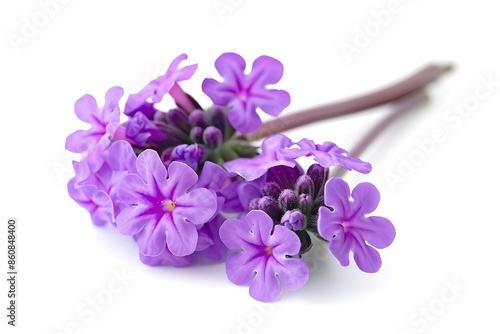 Purple Verbena Isolated on White Background. Beautiful Verbena Flower