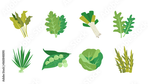 Fresh green vegetable vector illustration set. collection of vegetables icon. Kangkong water spinach, kale leaf, leek bawang prei, lemongrass leaf, green peas, cabbage, rebung bamboo shoot 
