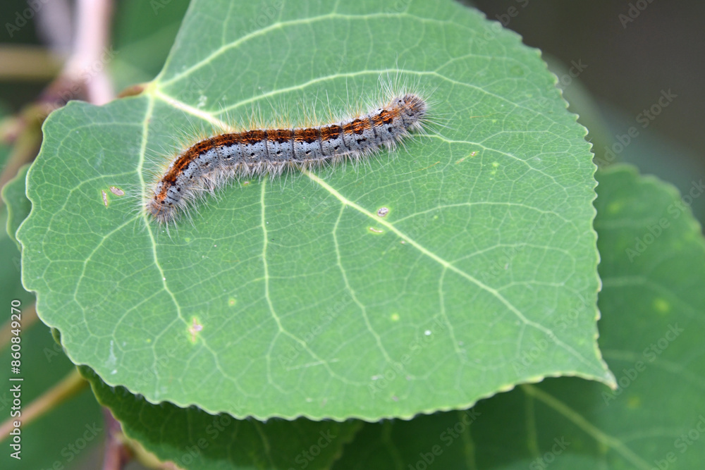 Southwestern Tent Caterpillar (Malacosoma incurva) on aspen leaf Southwestern Tent Caterpillar (Malacosoma incurva) on aspen leaf