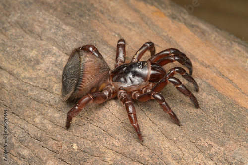 Cyclocosmia spider