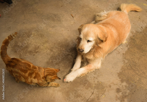 perro, mascota, animal, golden retriever, canino, cachorro, labrador, animales jugando, mascotas, amigos, amiga, adorable, pedigrí, pelaje, joven, alegre