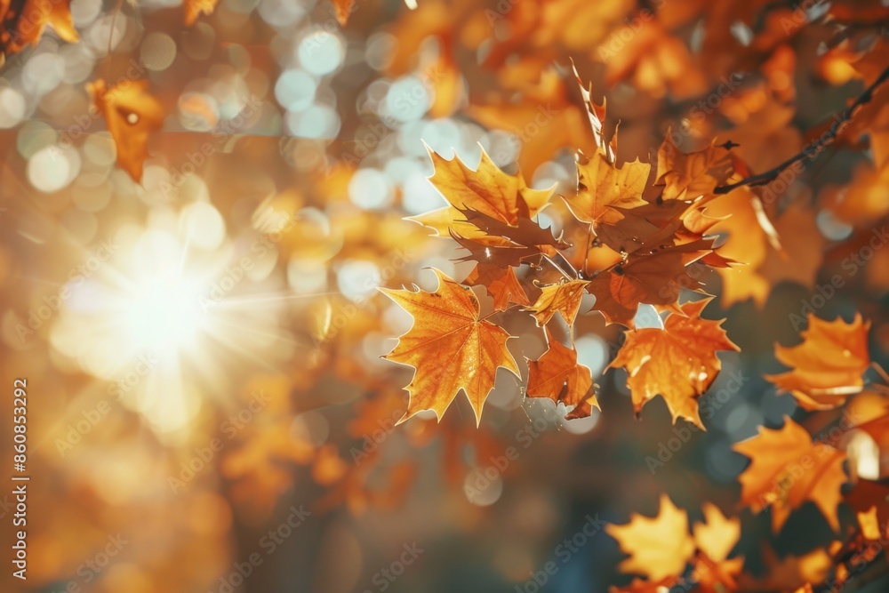 A sunny day with sunlight shining through the leaves of a tree A sunny day with sunlight shining through the leaves of a tree