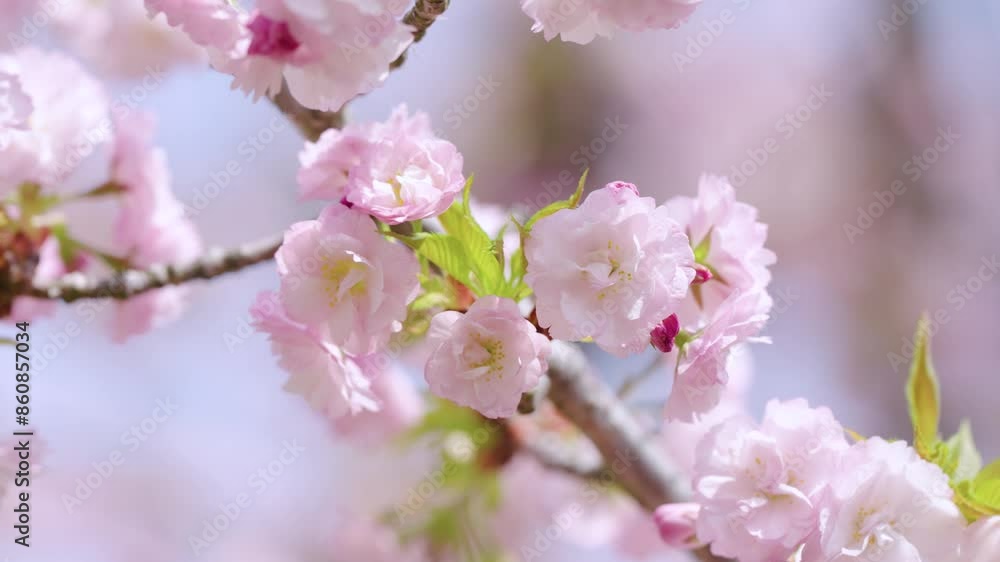 大阪造幣局の桜 大阪造幣局の桜