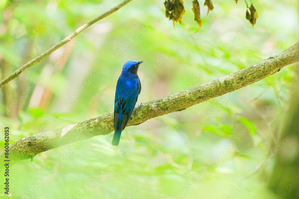 新緑の中、大きく美しい声でさえずる美しいオオルリ（ヒタキ科）。

日本国神奈川県相模原市、早戸川林道にて。
2024年6月撮影。

The beautiful Blue-and-white Flycatcher (Cyanoptila cyanomelana) chirp loudly and beautifully in the fresh green.
