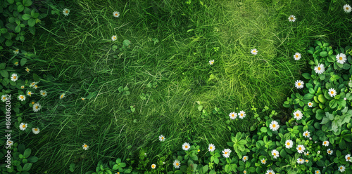 top view of grass field with daisies, green background, vibrant, high resolution, clear edges