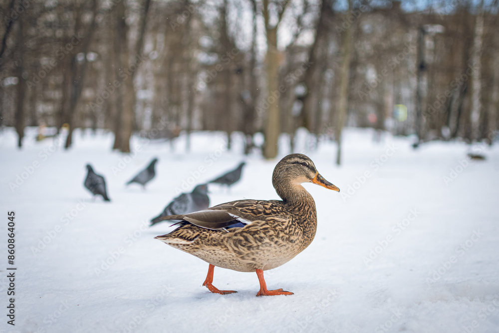 A duck walks in a city park in winter.