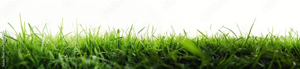 Fototapeta premium Green grass isolated on white background with copy space. Panoramic banner