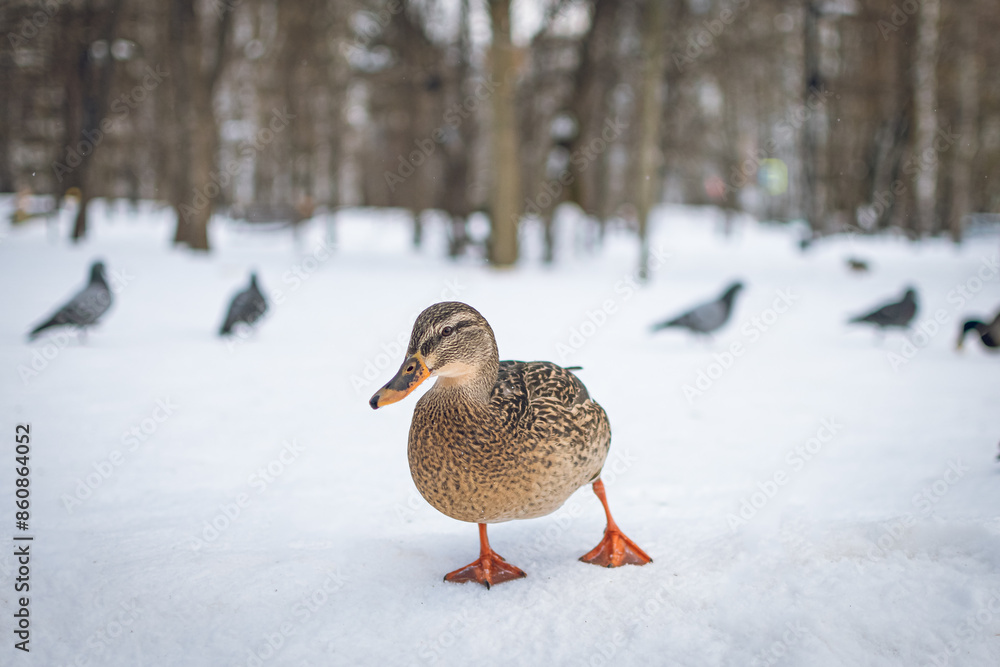 A duck walks in a city park in winter. A duck walks in a city park in winter.
