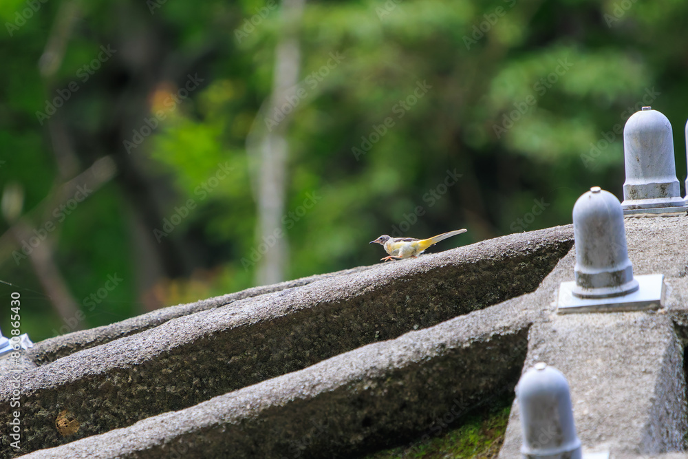 さえずる綺麗なキセキレイ（セキレイ科）の幼鳥。

日本国神奈川県相模原市、早戸川林道にて。
2024年6月撮影。

A beautiful juvenile Grey Wagtail (Motacilla cinerea) that chirps.
