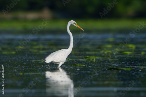 Graceful Great White Egret (Adrea Alba) fishing and scouring the water of a local lake while flying and stalking in shallow water. Local lake, Fishers, Indiana, Summer. 