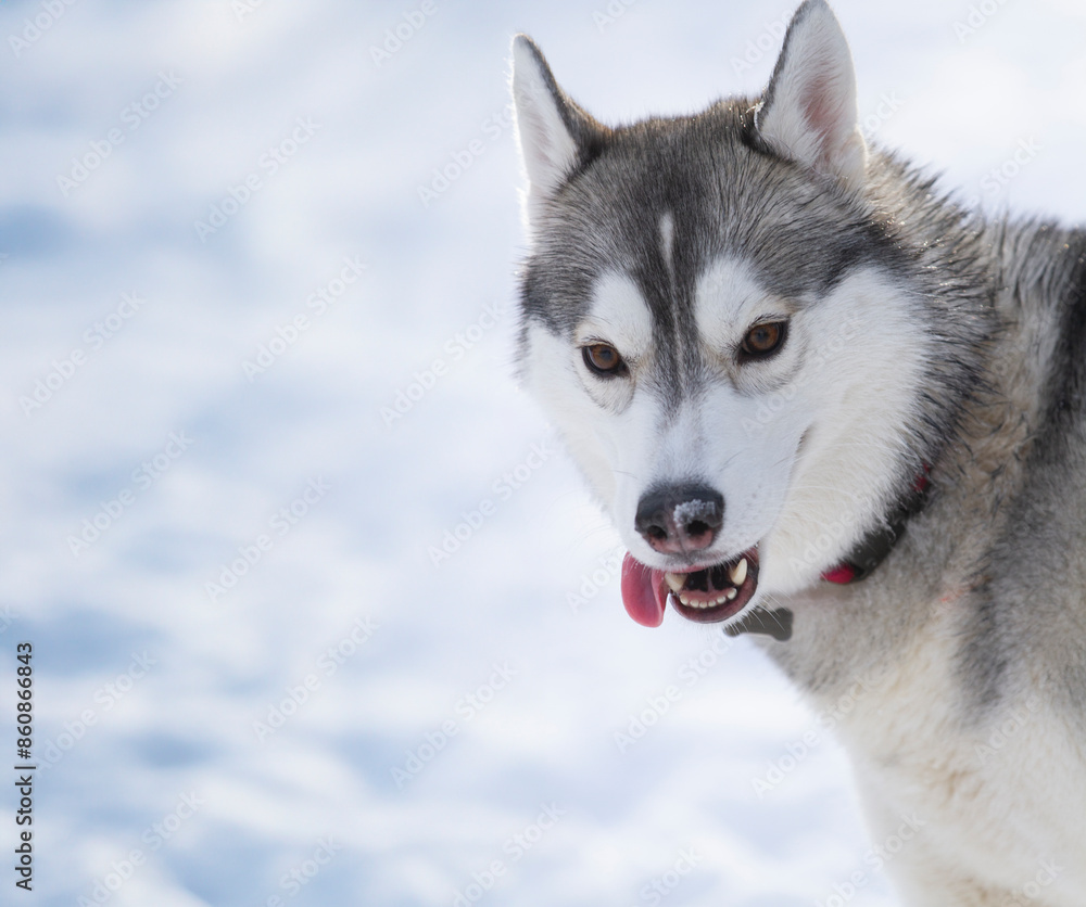 Young Husky sticks out her tongue while playing in a winter field. Young Husky sticks out her tongue while playing in a winter field.