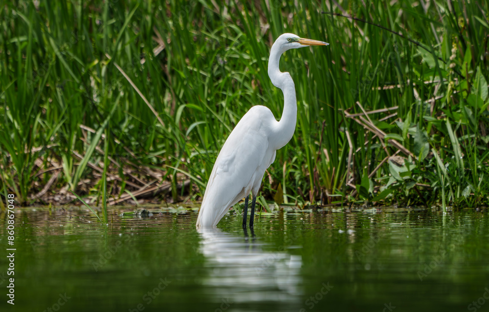 Graceful Great White Egret (Adrea Alba) fishing and scouring the water of a local lake while flying and stalking in shallow water. Local lake, Fishers, Indiana, Summer. Graceful Great White Egret (Adrea Alba) fishing and scouring the water of a local lake while flying and stalking in shallow water. Local lake, Fishers, Indiana, Summer.