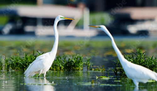 Graceful Great White Egret (Adrea Alba) fishing and scouring the water of a local lake while flying and stalking in shallow water. Local lake, Fishers, Indiana, Summer. 