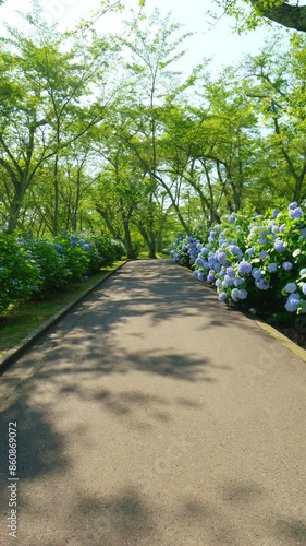 Beautiful street of many blue hydrangea flowers blooming on June, Mt.Shiude in Kagawa Prefecture in Japan, Nature or outdoor, 4K Slow motion, Vertical video for smartphone footage photo