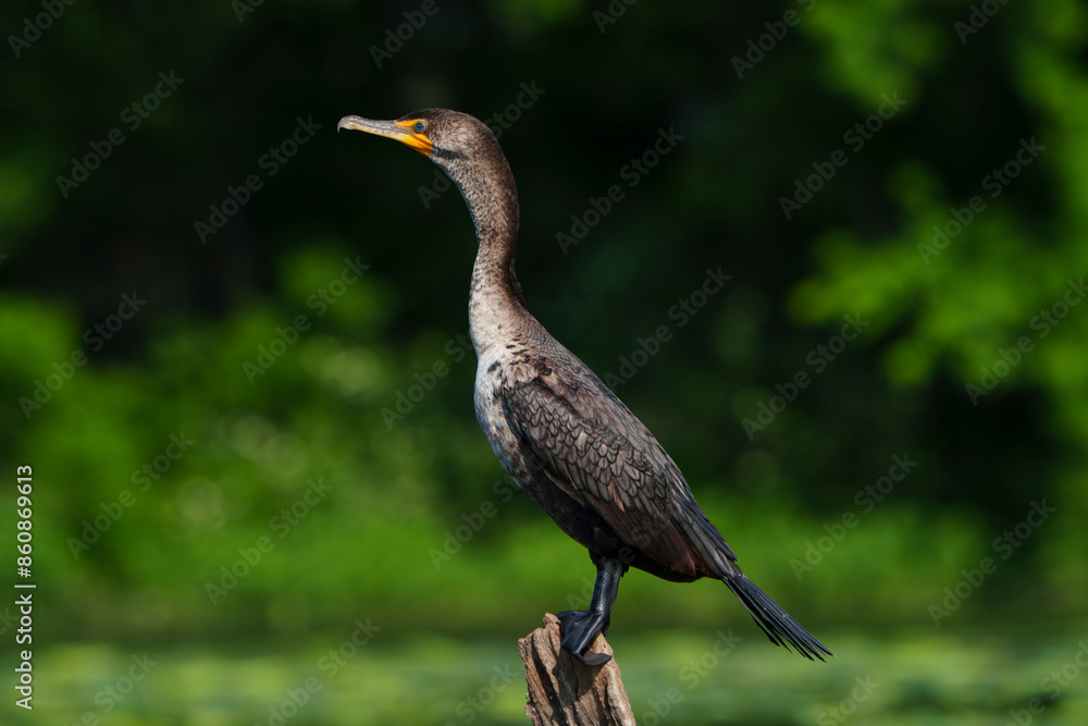 Obraz premium Double Crested Cormorant perched on driftwood at a large lake in Fishers Indiana, Summer. 