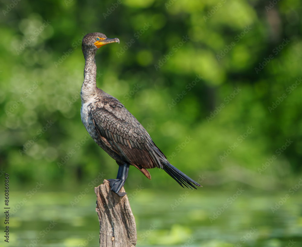 Fototapeta premium Double Crested Cormorant perched on driftwood at a large lake in Fishers Indiana, Summer. 