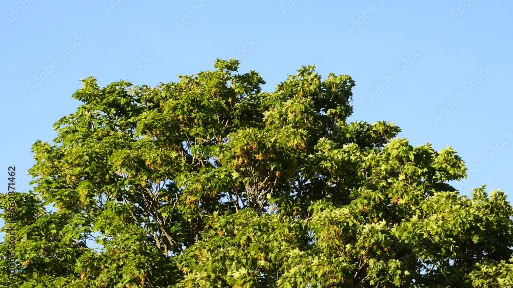 Wind in a Maple tree (Acer platanoides) leaf and fruit in Ystad, Scania, Sweden, Scandinavia, Europe Wind in a Maple tree (Acer platanoides) leaf and fruit in Ystad, Scania, Sweden, Scandinavia, Europe