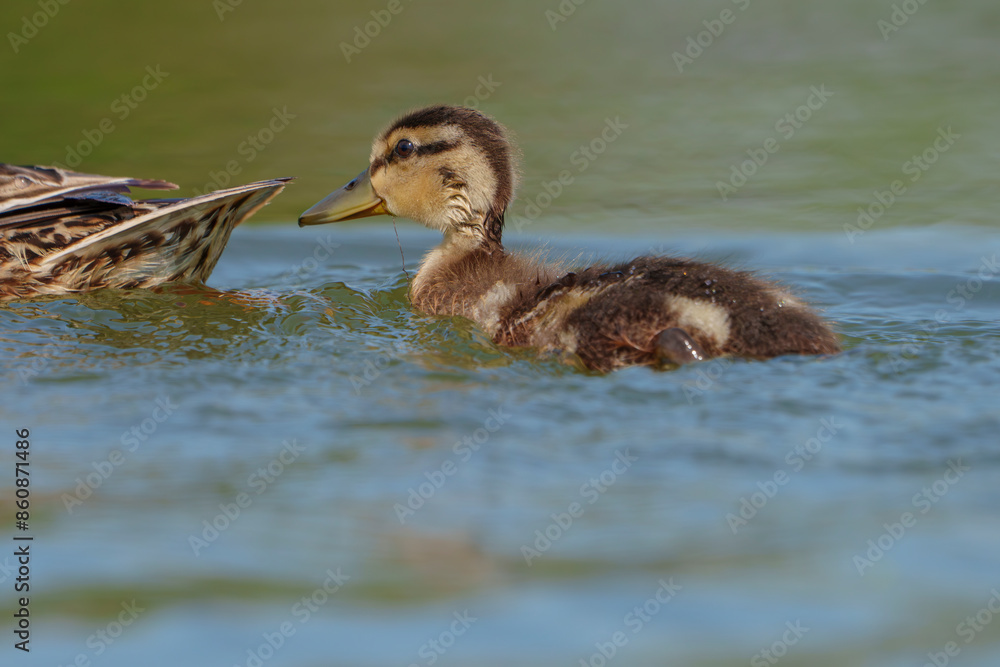 Adorable, Mallard Ducklings venturing onto lake for first time in morning light at a lake in, Fishers, Indiana, Spring and Summer. 