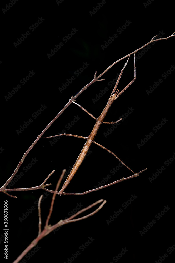 Insetto stecco, Stabheuschrecke, European stick-insect (Clonopsis gallica), Sardinia. Italy Insetto stecco, Stabheuschrecke, European stick-insect (Clonopsis gallica), Sardinia. Italy