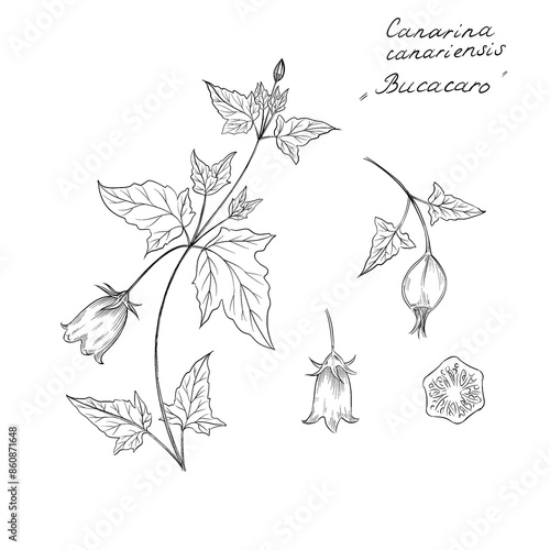 Bucacaro, Canarina canariensis is a species of flowering plant in the bellflower family Campanulaceae, commonly known as the Canary Island bellflower, illustration on white background photo