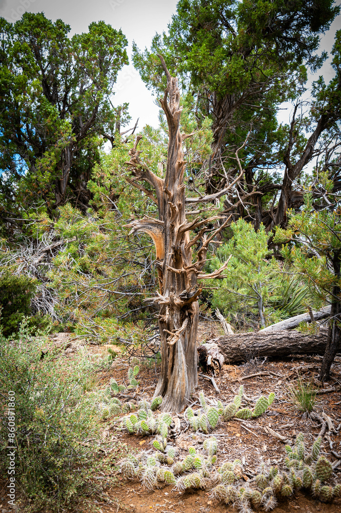 Mesa Verde National Park