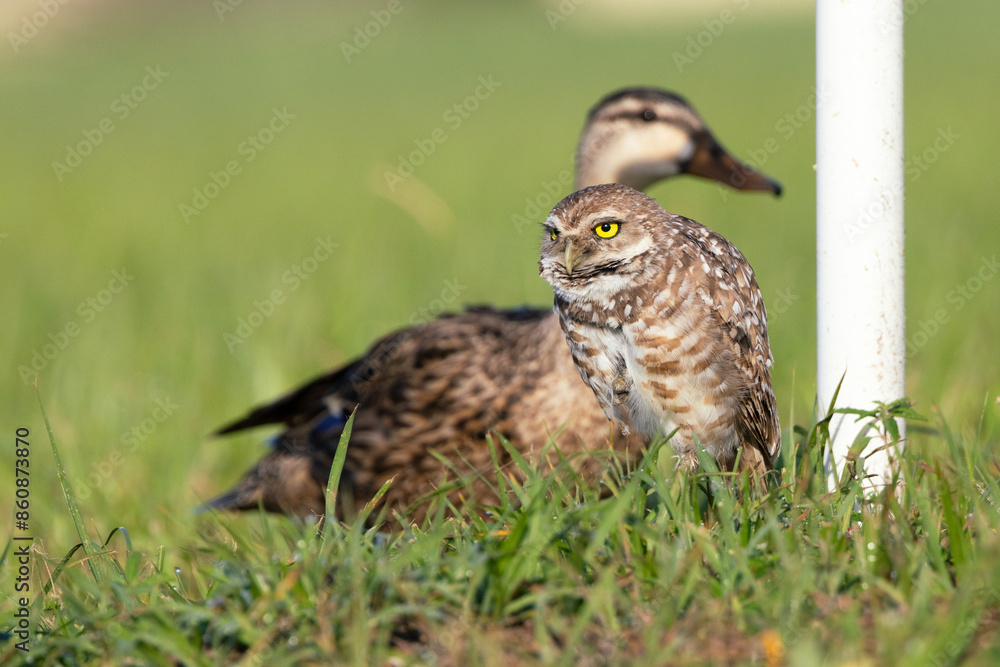 custom made wallpaper toronto digitalA burrowing owl (Athene cunicularia) with a duck walking right behind it. A funny and unexpected moment in Cape Coral, Florida