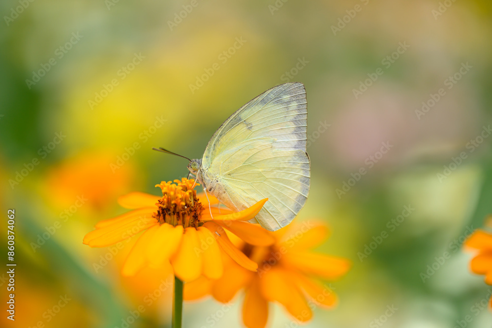 Small butterfly with orange flower in garden, Spring season Small butterfly with orange flower in garden, Spring season