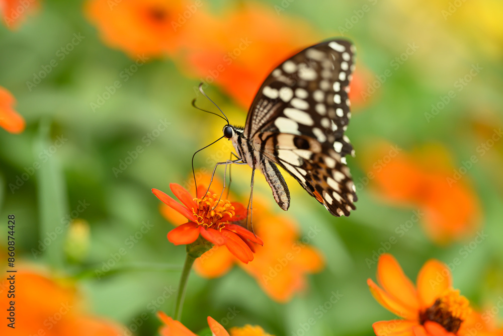 Beautiful butterfly with colorful flower garden in spring season