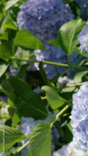 Beautiful view of many blue hydrangea flowers blooming on June, Mt.Shiude in Kagawa Prefecture in Japan, Nature or outdoor, Slider shot, Vertical video for smartphone footage	 photo