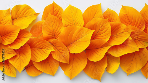Wallpaper Mural Close-up of bright orange and yellow autumn leaves on a white background Torontodigital.ca