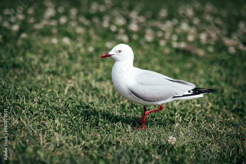 Common seagull with red feet walking in a green grassy field with small flowers © Nautilus Creative