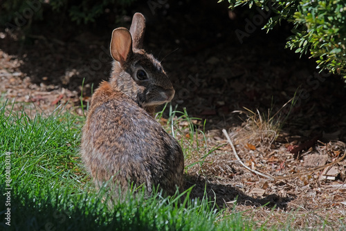 Eastern Cottontail Rabbit Looking Back Over Shoulder in the Green Grass