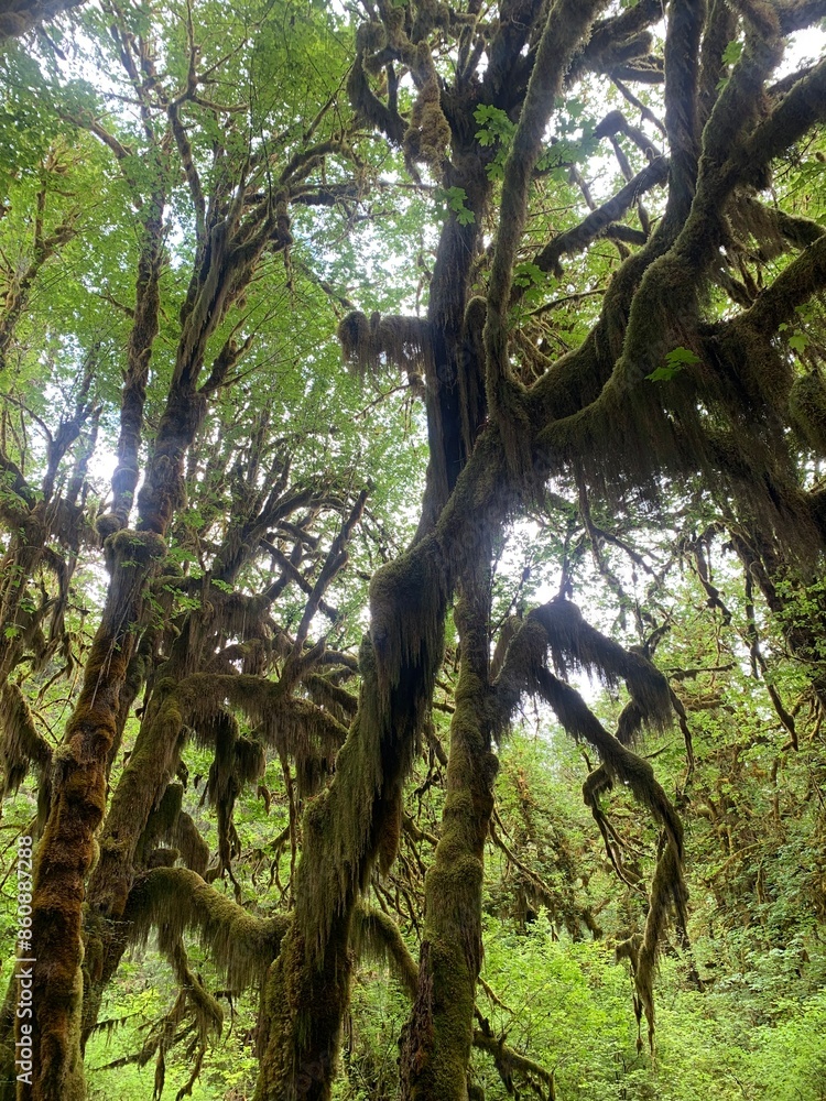 Fototapeta premium tree in the forest