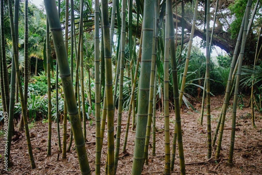 Bamboo Forest in the Auckland Botanical Gardens,, Auckland, New Zealand. Bamboo Forest in the Auckland Botanical Gardens,, Auckland, New Zealand.