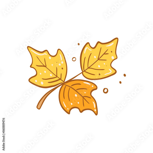 maple