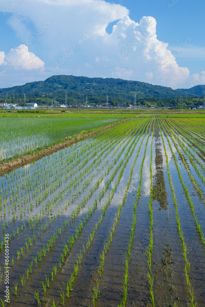 Fototapeta premium 田植え後の田んぼのある風景 鳥取県 鳥取市