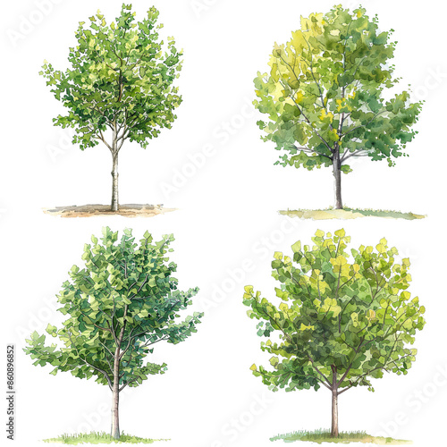 Set Of Watercolor  Quaking Aspen Or Populus Tremuloides Tree Illustration On White Background