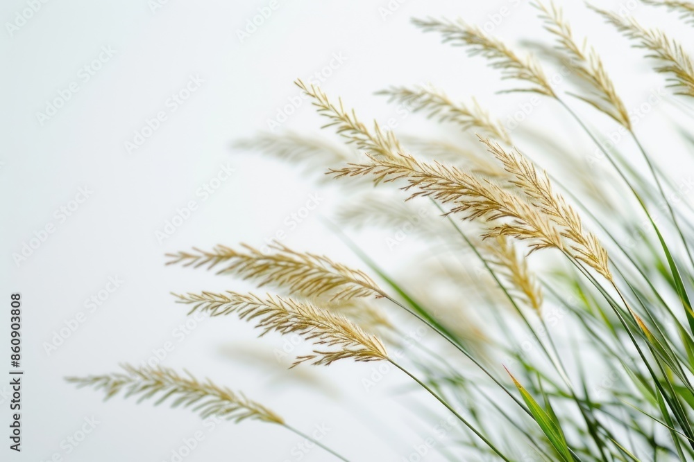 Grass grass vegetation agropyron. Grass grass vegetation agropyron.