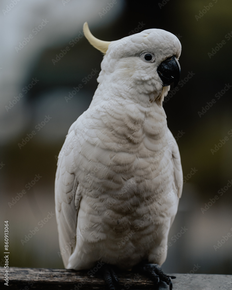 Majestic White Cockatoo in Natural Habitat Majestic White Cockatoo in Natural Habitat
