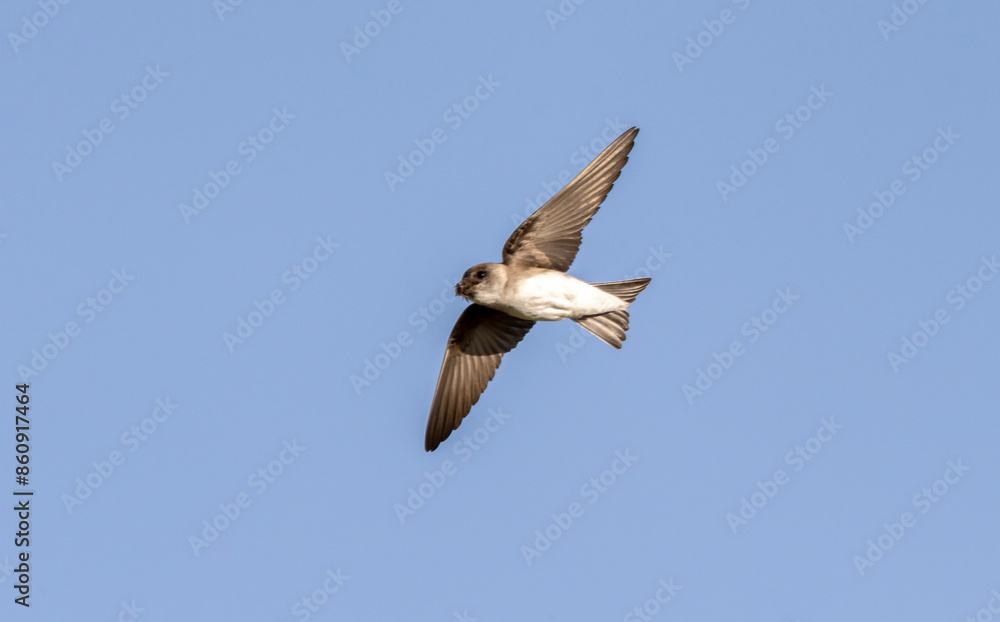 shore swallow in flight for insects
shore swallow in flight for insects