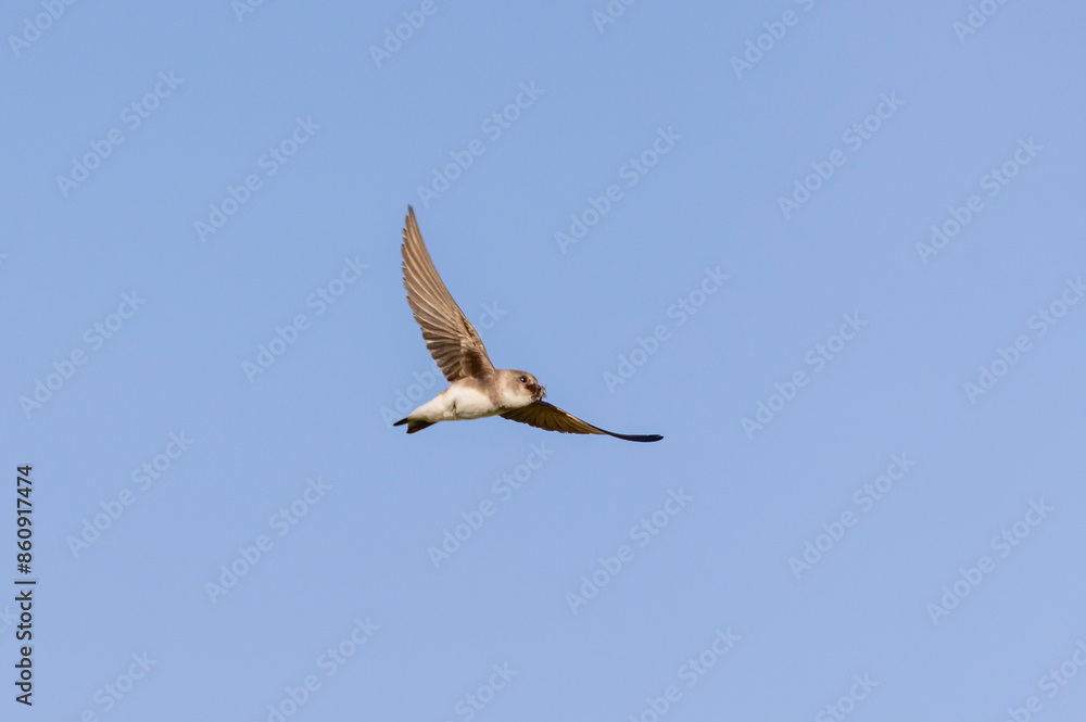 Fototapeta premium shore swallow in flight for insects 