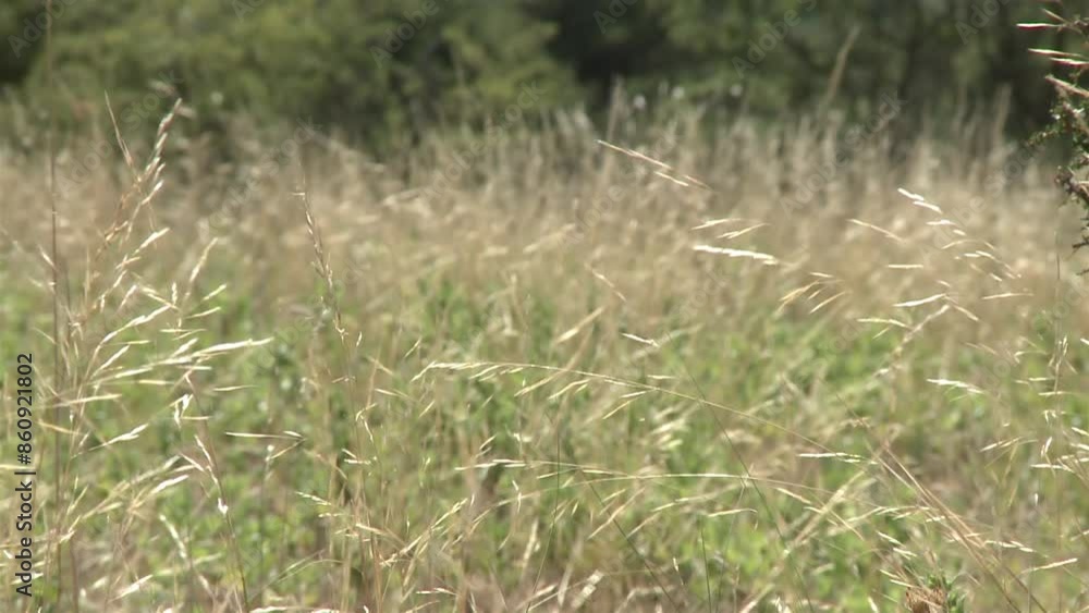 Tall Grass Swaying In The Wind In A Meadow In The Province Of La Pampa, Argentina. Close Up. Tall Grass Swaying In The Wind In A Meadow In The Province Of La Pampa, Argentina. Close Up.