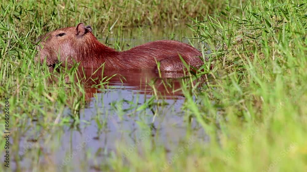 Capybara in marsh river edge in the rain in tropical Bolivia Capybara in marsh river edge in the rain in tropical Bolivia