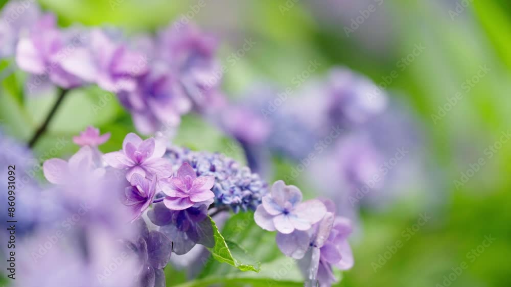 アジサイの花 アジサイの花