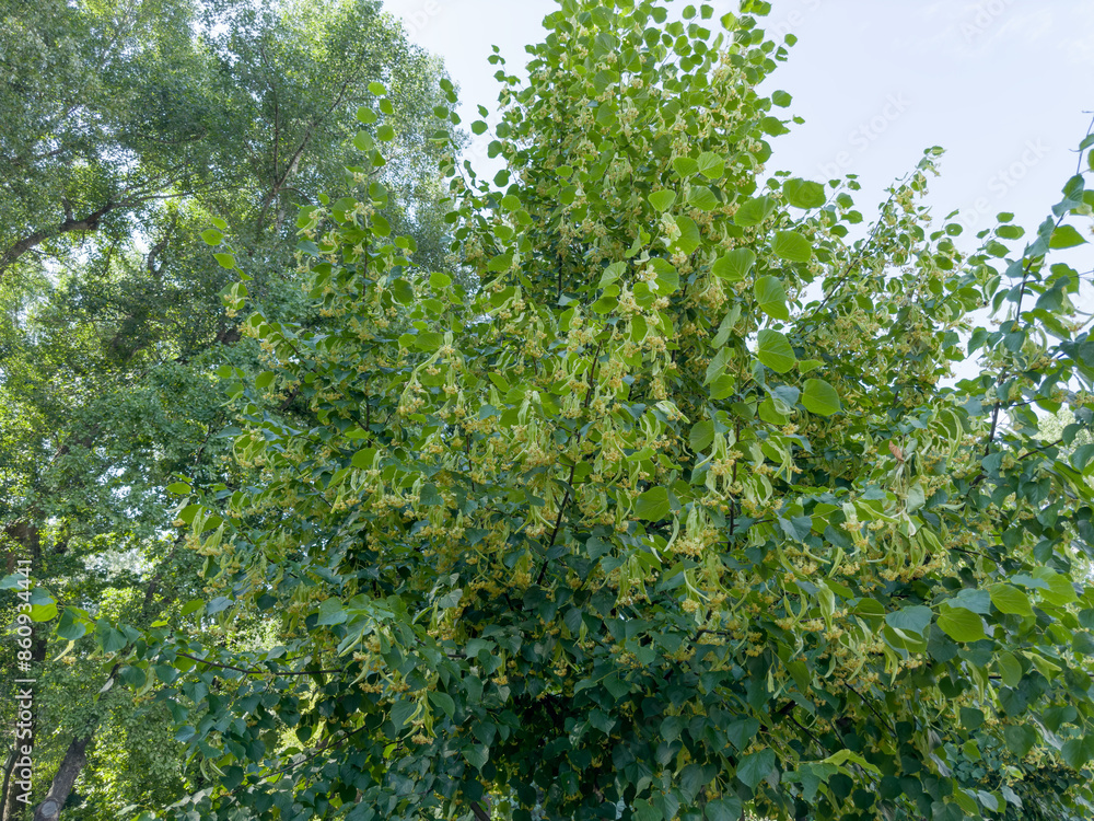 Branches of the blooming linden in park in overcast day Branches of the blooming linden in park in overcast day