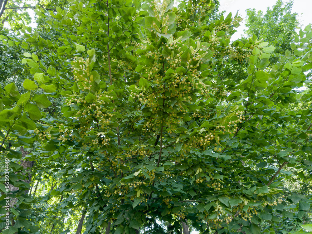 Branches of the blooming linden in park in overcast day Branches of the blooming linden in park in overcast day