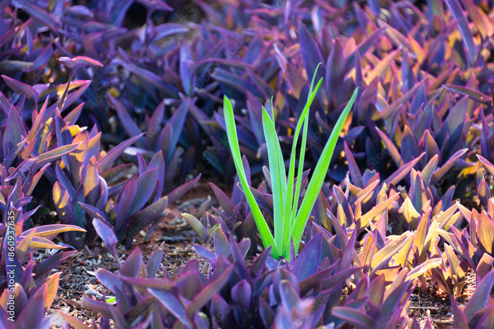 Purple Heart , tradescantia pallida, purple plant background and green grass Purple Heart , tradescantia pallida, purple plant background and green grass